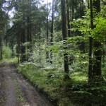 Wald von Kurtuvėnai