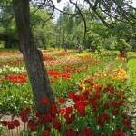 Tulpenbeete im Park von Burbiškės