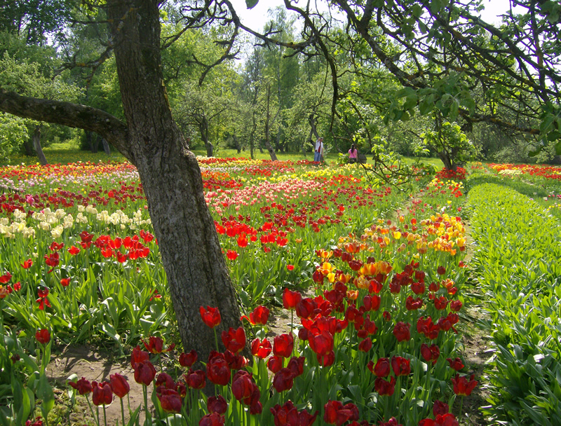 Tulpenbeete im Park von Burbiškės