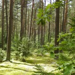 Im Wald von Kulautuva