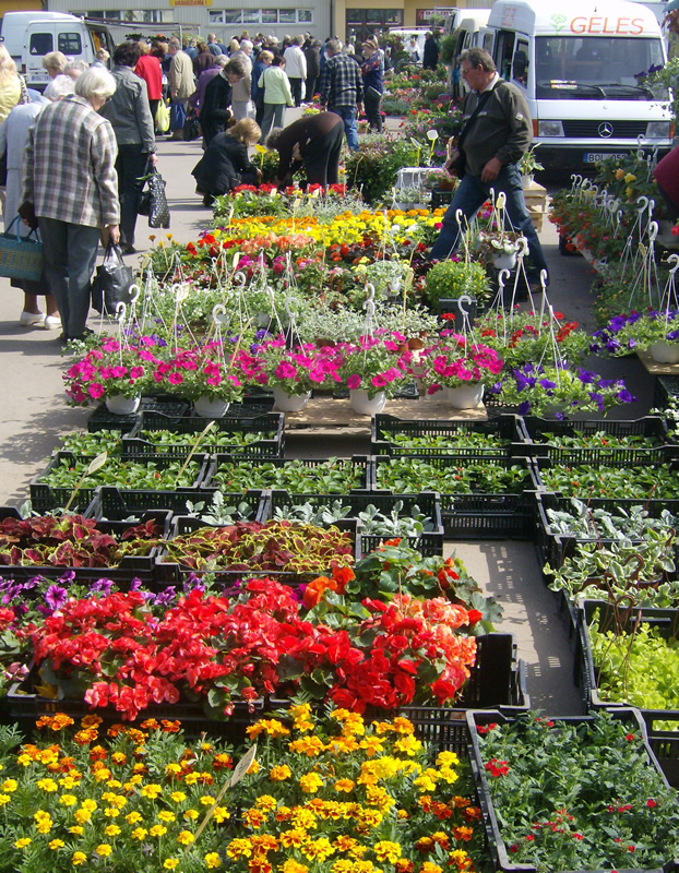 Blumenmarkt in Šiauliai