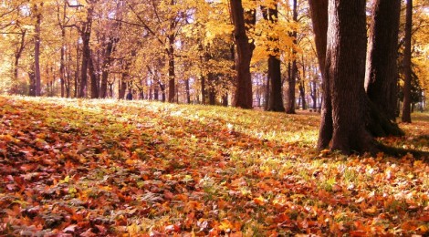 Goldener Oktober in Litauen